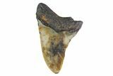 Bargain, Fossil Megalodon Tooth - North Carolina #153123-2